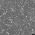 SW-1116 cell