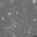 SW-1463 cell