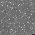 SW-1573 cell