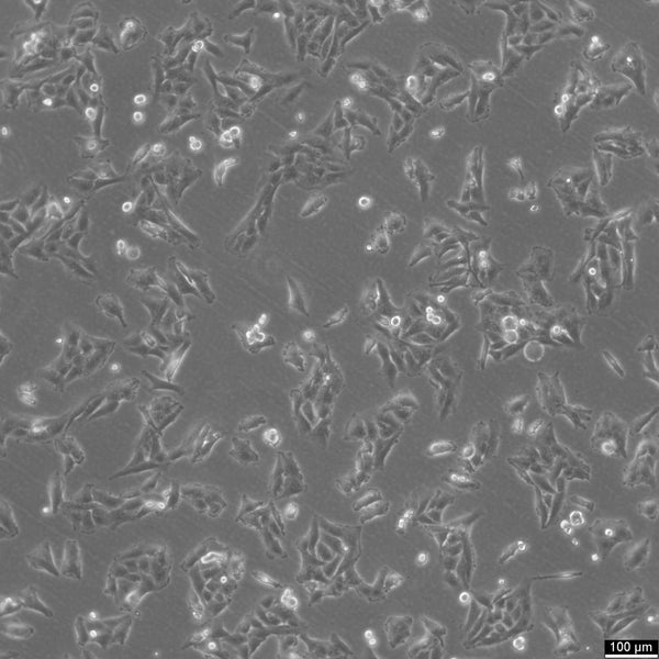 SW-1573 cell