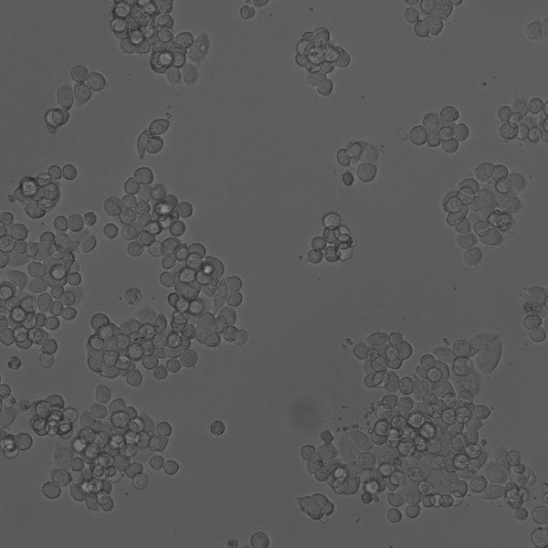 SW-403 cell
