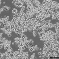 SW48 cell