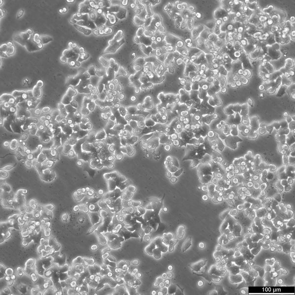 SW48 cell