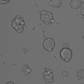 SW527 cell