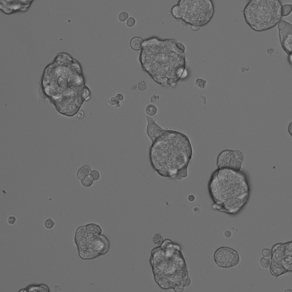 SW527 cell