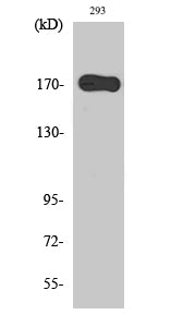 EGFR Polyclonal Antibody – Figure 1 of 2