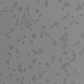 SW620 cell