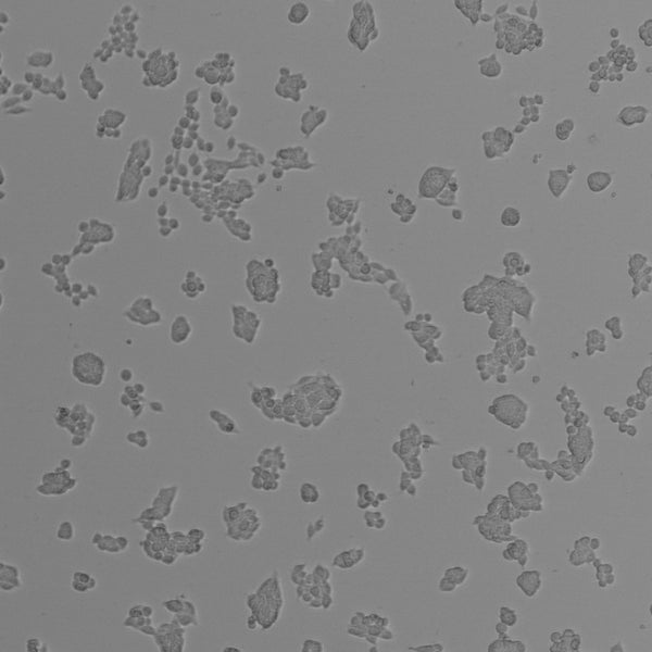 SW620 cell