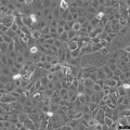 SW780 cell