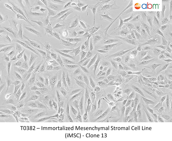 Immortalized Mesenchymal Stromal Cell Line (iMSC) - Clone 13 – Figure 1 of 1