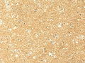 RNF148 Polyclonal Antibody – Figure 1 of 2