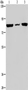 P3H3 Polyclonal Antibody – Figure 1 of 4