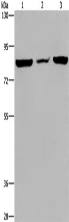 P3H3 Polyclonal Antibody – Figure 1 of 4