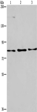 AGO4 Polyclonal Antibody – Figure 1 of 2