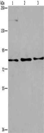 AGO4 Polyclonal Antibody – Figure 1 of 2