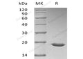 Recombinant Human SUMO3/SMT3A Protein (His Tag) – Figure 1 of 2