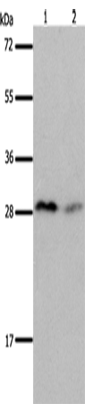 KLK7 Polyclonal Antibody – Figure 1 of 2