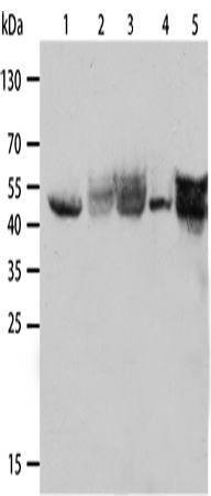 CK-19 Polyclonal Antibody – Figure 1 of 3