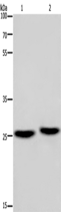 EPDR1 Polyclonal Antibody – Figure 1 of 4