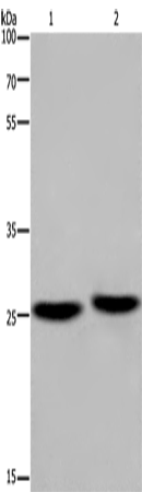EPDR1 Polyclonal Antibody – Figure 1 of 4