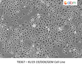 KU19-19/DOX/GEM Cell Line | Applied Biological Materials (abm)