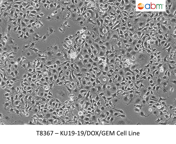 KU19-19/DOX/GEM Cell Line | Applied Biological Materials (abm)