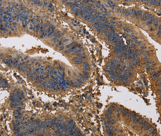 KCNG1 Polyclonal Antibody – Figure 1 of 3