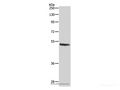 CASP2 Polyclonal Antibody – Figure 1 of 2