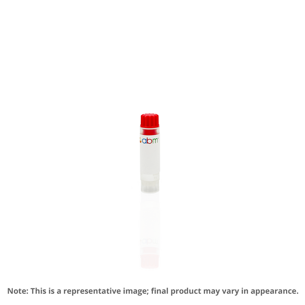 HSF1 CRISPR Knockout 293T Cell Line | Applied Biological Materials (abm)