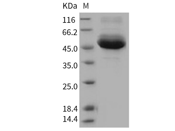 Recombinant Human Cathepsin A/CTSA Protein (His Tag) – Figure 1 of 2