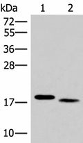 IL36A Polyclonal Antibody – Figure 1 of 3