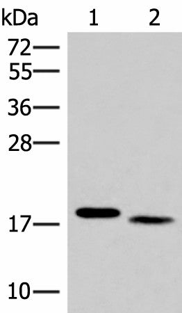 IL36A Polyclonal Antibody – Figure 1 of 3