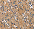 CEACAM3 Polyclonal Antibody – Figure 1 of 3