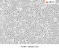 UMUC3 Cells – Figure 1 of 1