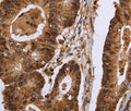 EXTL3 Polyclonal Antibody – Figure 1 of 3