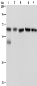 NUP62 Polyclonal Antibody – Figure 1 of 3