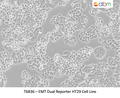 EMT Dual Reporter HT29 Cell Line | Applied Biological Materials (abm)