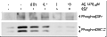 Tyrphostin AG 1478 – Figure 1 of 2