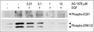 Tyrphostin AG 1478 – Figure 1 of 2
