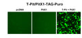 T-Pit/PitX1 Reporter Lentivirus – Figure 1
