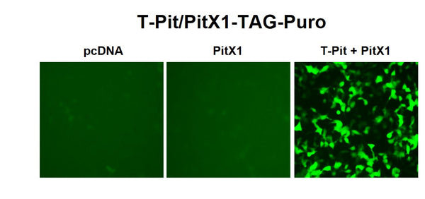 T-Pit/PitX1 Reporter Lentivirus – Figure 1