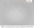 Immortalized Human Vascular Endothelial Cells [EC-RF24] | Applied Biological Materials (abm)
