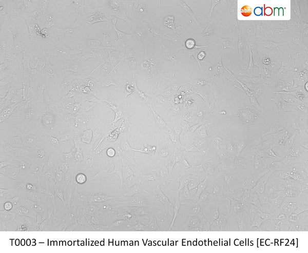 Immortalized Human Vascular Endothelial Cells [EC-RF24] | Applied Biological Materials (abm)