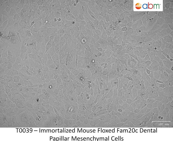 Immortalized Mouse Floxed Fam20c Dental Papillar Mesenchymal Cells | Applied Biological Materials (abm)