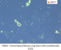 Immortalized Mouse Lung Clara Cells - Conditionally (C22) | Applied Biological Materials (abm)