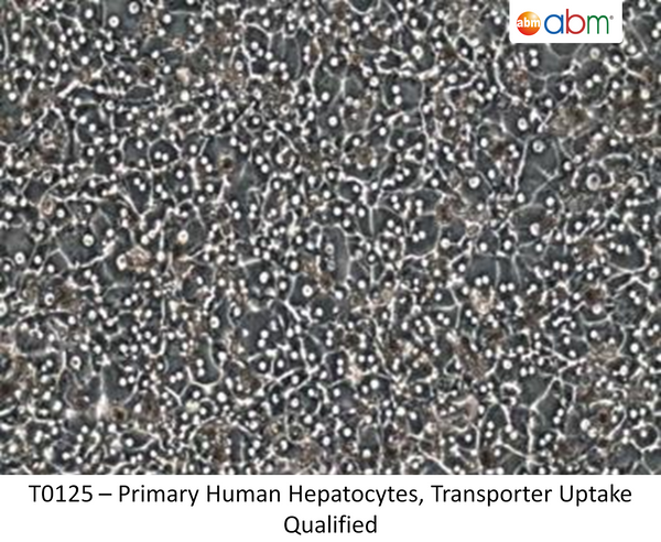 Primary Human Hepatocytes, Transporter Uptake Qualified | Applied Biological Materials (abm)