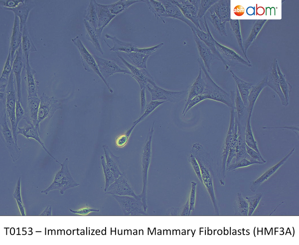 Immortalized Human Mammary Fibroblasts (HMF3A) | Applied Biological Materials (abm)