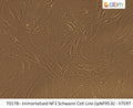 Immortalized NF1 Schwann Cell Line (ipNF95.6) - hTERT | Applied Biological Materials (abm)