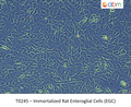 Immortalized Rat Enteroglial Cells (EGC) | Applied Biological Materials (abm)