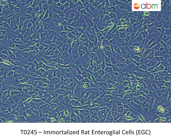 Immortalized Rat Enteroglial Cells (EGC) | Applied Biological Materials (abm)